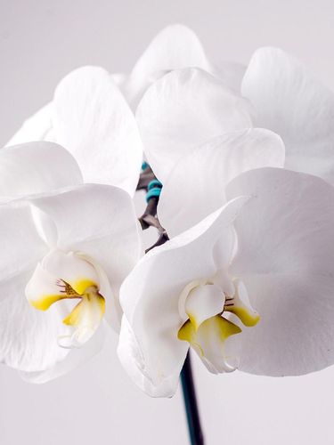 Selain Mawar, 4 Bunga Ini Bisa Jadi Opsi Hadiah Valentine