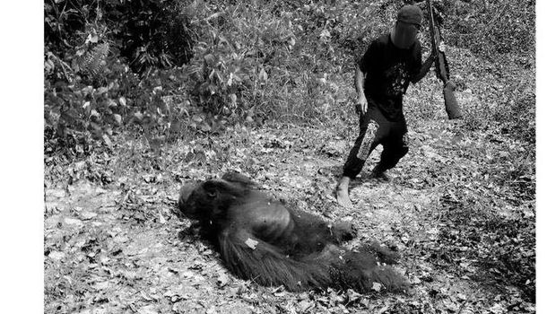 Orangutan Dibunuh dan Dimasak, Komisi IV Minta Polisi Usut Tuntas