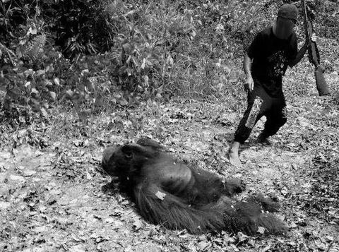 Orangutan Dibunuh dan Dimasak, Polisi: 4 Pelaku Kami Inventarisir