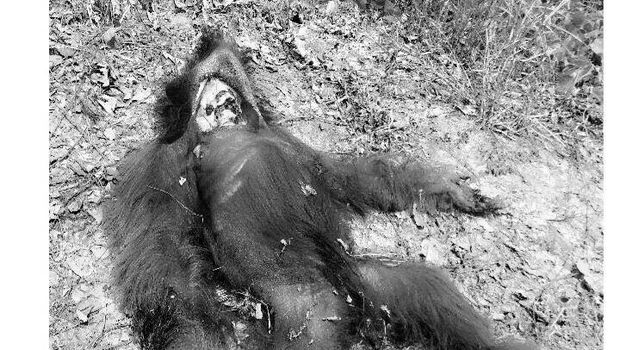 Anggota DPR Terima Aduan Orangutan Dibunuh dan Dimasak di Kalbar