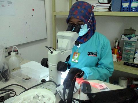 Sultan HB X Rasakan Gigitan Nyamuk Aedes aegypti Ber-wolbachia