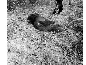 Menteri LHK Kerahkan Tim ke Kalteng Cek Pembantaian Orangutan