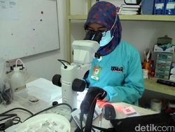 Detik-detik Bill Gates Digigit Hewan Berbahaya di Yogyakarta