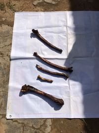 Polisi Tangkap 10 Orang yang Diduga Bantai Orangutan di Kalteng