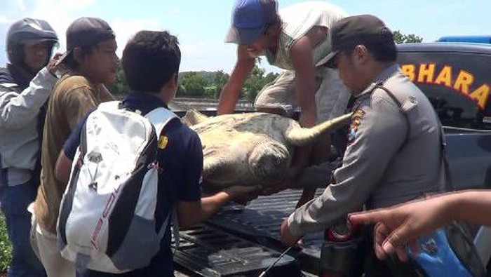 Polisi Gagalkan Perdagangan 400 Kg Daging Penyu di Kuta
