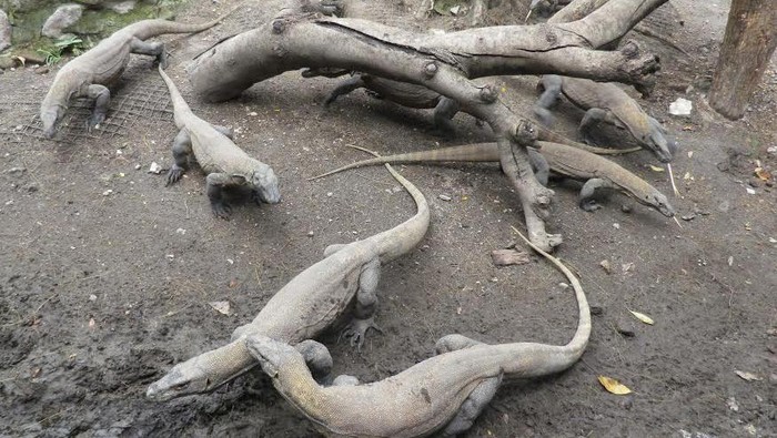 KBS Hadirkan Feeding Time Komodo di Hari Libur Pilkada Serentak