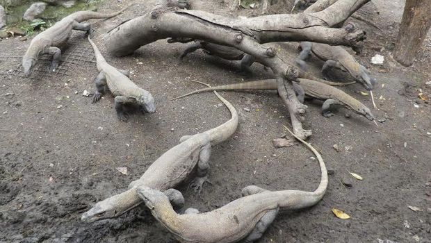 Komodo yang masih kecil