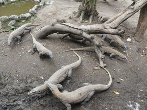 KBS Hadirkan Feeding Time Komodo di Hari Libur Pilkada Serentak