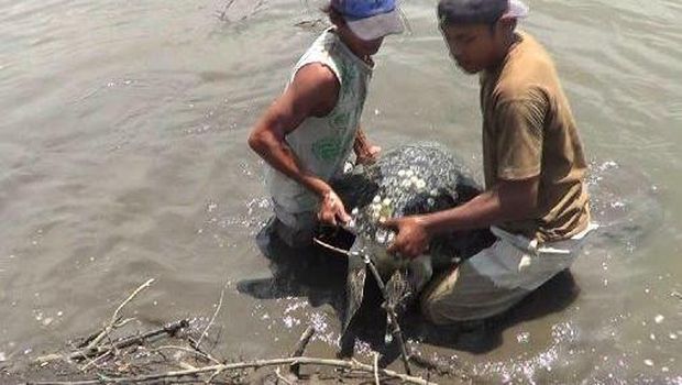Diduga penyu itu terbawa arus hingga ke pinggir 