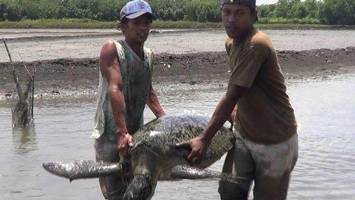 Penampakan Penyu Hijau Berukuran Besar Kejutkan Nelayan