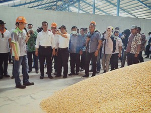 Mentan dan GPMT Sepakat Tidak Impor Jagung Tahun Ini