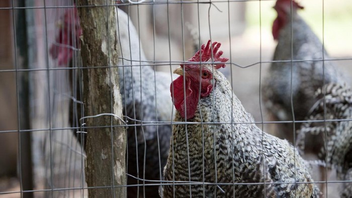 Chicken in a coop