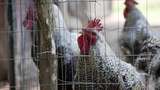 China Laporkan Kasus Pertama Infeksi Virus Flu Burung H3N8 pada Manusia