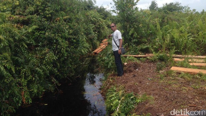 Polres Meranti Sita Kayu Hasil Pembalakan Liar