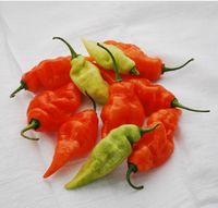 Peneliti Berhasil Kembangkan Cabe Habanero yang Tidak Pedas