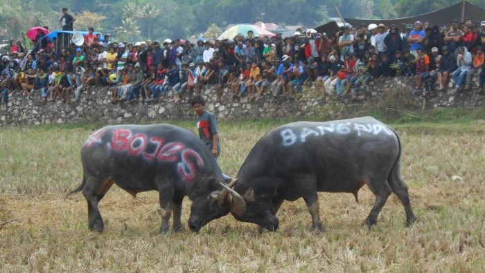 Adu Kerbau di acara Rambu Solok, Tana Toraja