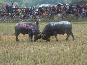Meriahnya Tradisi Tedong Silaga, Pesta Kematian di Mamasa