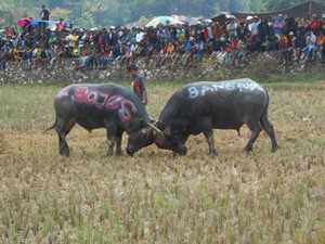 Wabah PMK Menyebar, Pemkab Toraja Utara Larang Ritual Adu Kerbau