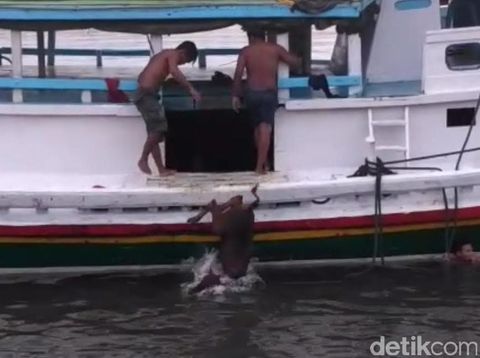 Tak ada Dermaga Khusus Ternak, Sapi-sapi ini Dilempar ke Laut