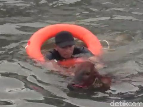 Tak ada Dermaga Khusus Ternak, Sapi-sapi ini Dilempar ke Laut
