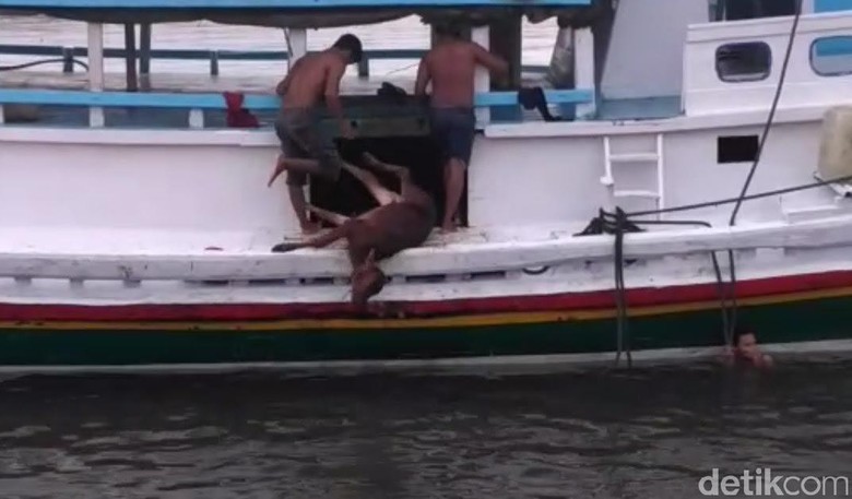 Tak ada Dermaga Khusus Ternak, Sapi-sapi ini Dilempar ke Laut