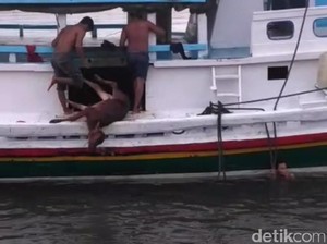 Tak ada Dermaga Khusus Ternak, Sapi-sapi ini Dilempar ke Laut