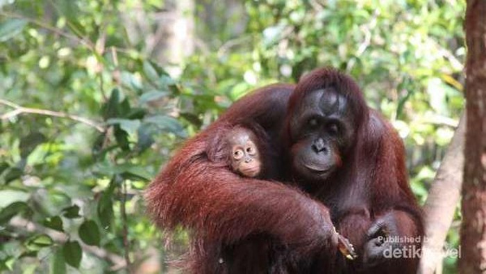 Ibu dan anak orangutan di TN Tanjung Puting