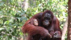 Polisi Tangkap 10 Orang Yang Diduga Bantai Orangutan Di Kalteng