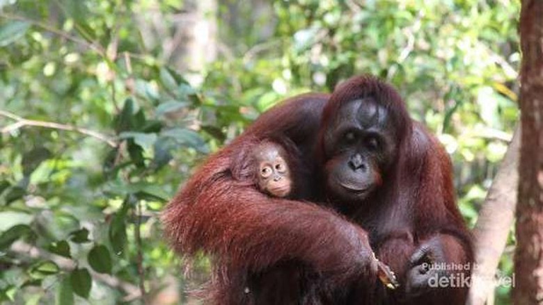 Orangutan Tanjung Puting Ibu dan anak orangutan di TN Tanjung Puting