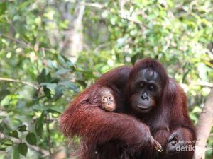 Taman Nasional Tanjung Puting Rumah Orang Utan Primadona Turis Asing