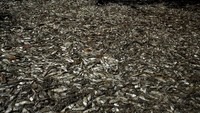Ini penampakan ribuan ikan yang didominasi ikan sarden yang mati di Pantai Abangaritos, Puntarenas, Kosta Rika, Kamis (16/2/2017). REUTERS/Juan Carlos Ulate.