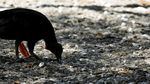 Misteri Ribuan Ikan Mati di Pantai Kosta Rika