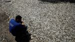 Misteri Ribuan Ikan Mati di Pantai Kosta Rika