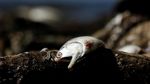 Misteri Ribuan Ikan Mati di Pantai Kosta Rika