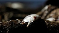 Selain itu, ribuan ikan tersebut juga mati karena mengkonsumsi fitoplankton beracun. REUTERS/Juan Carlos Ulate.