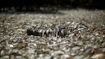 Misteri Ribuan Ikan Mati di Pantai Kosta Rika