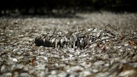 Diduga matinya ribuan ikan tersebut karena rendahnya tingkat oksigen. REUTERS/Juan Carlos Ulate.