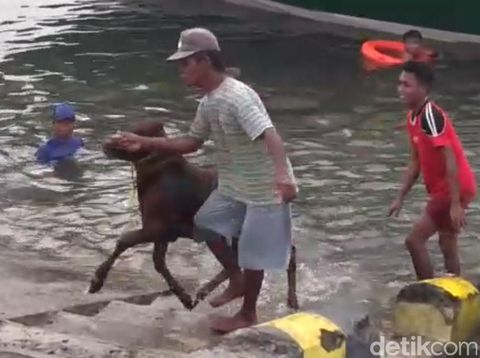 Tak ada Dermaga Khusus Ternak, Sapi-sapi ini Dilempar ke Laut