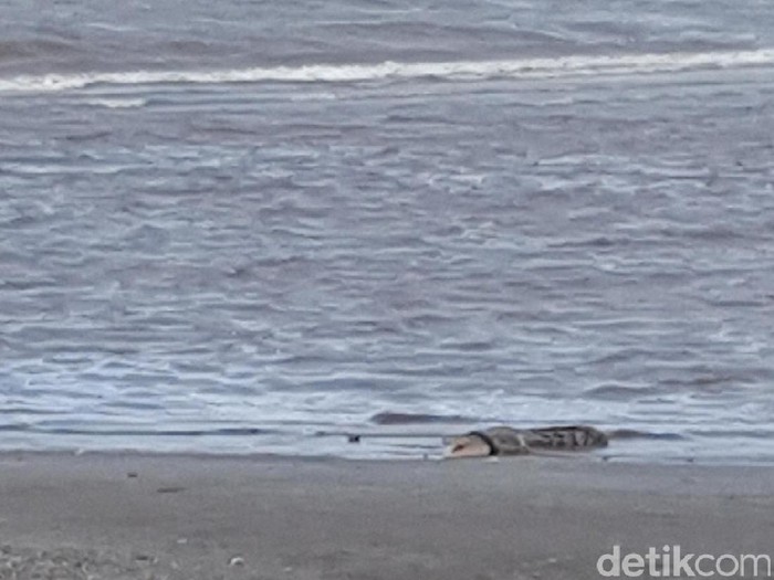 Buaya berkalung ban di Teluk Talise, Kota Palu