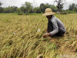 Beras Petani Penerima Subsidi Dijual dengan Harga Tinggi, Boleh?