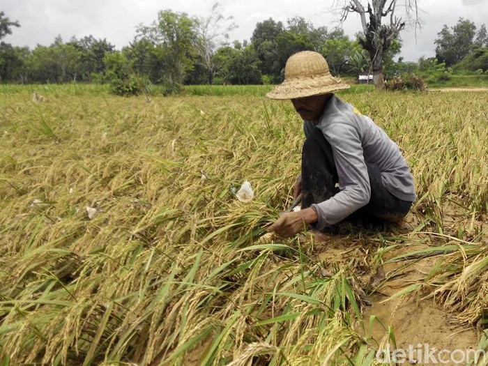Antisipasi Banjir Lumpur, Petani di Sumenep Panen Dini