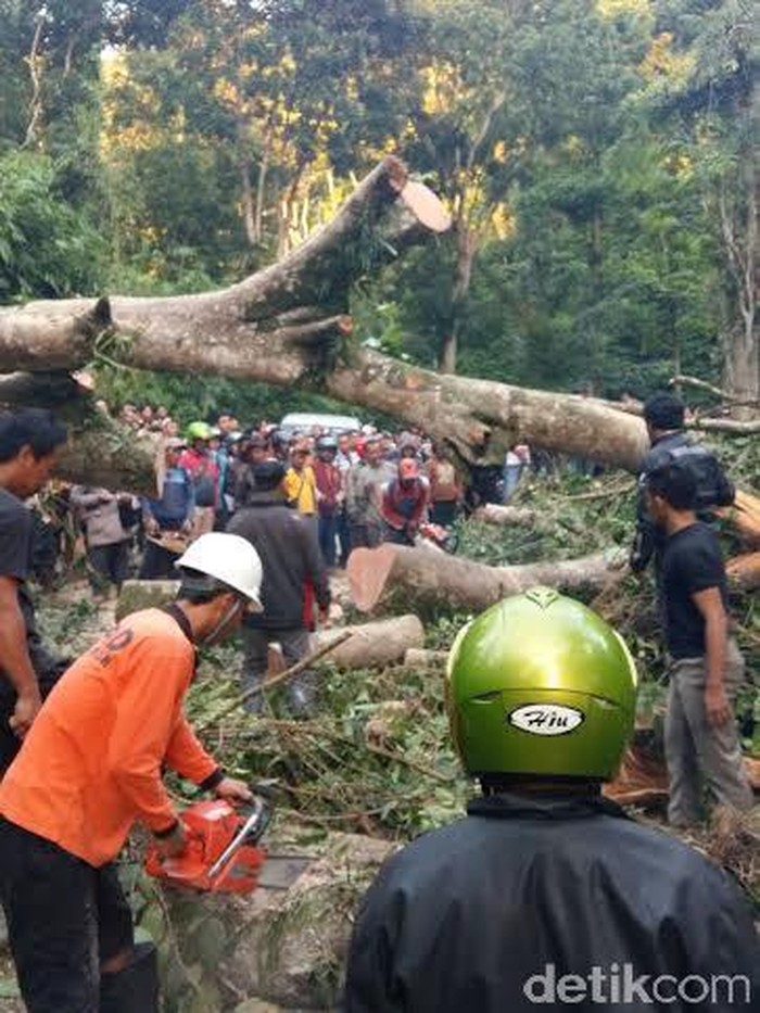 Pohon Beringin Tumbang Timpa Warung, Lima Orang Luka