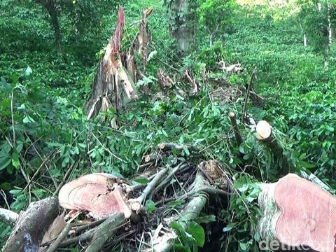 Pohon beringin tumbang