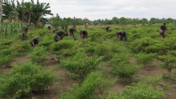 Program Emas Hijau Tingkatkan Hasil Pertanian Masyarakat 