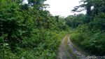 Melihat Jalan Trans Papua Segmen II