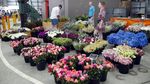 Apa Bedanya Pasar Tradisional Australia dan Indonesia?