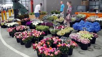 Ada pula penjual bunga hias potong yang menggelar dagangan indahnya. Satu buket bunga cantik ini dihargai pedagangnya dari mulai AU$8-AU$10 (Rp 80-100 ribuan). Cukup murah bukan?  (Wahyu/detikTravel)