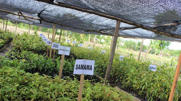 Program 'Emas Hijau' Tingkatkan Hasil Pertanian Masyarakat Maluku