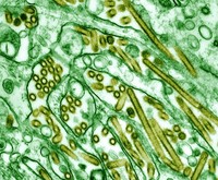 Colorized transmission electron micrograph of Avian influenza A H5N1 viruses, seen in gold, grown in MDCK cells, seen in green. Avian influenza A viruses do not usually infect humans; however, several instances of human infections and outbreaks have been