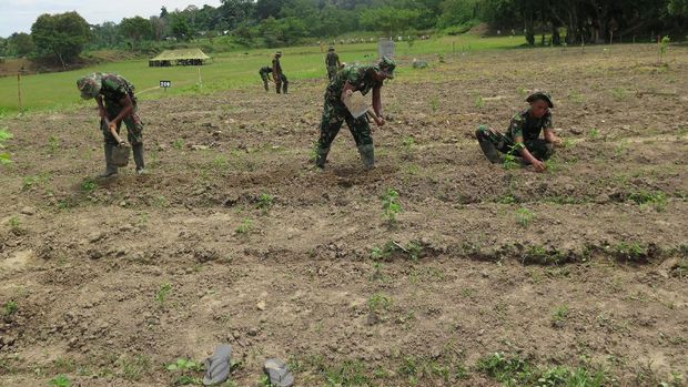 Program 'Emas Hijau' Tingkatkan Hasil Pertanian Masyarakat Maluku